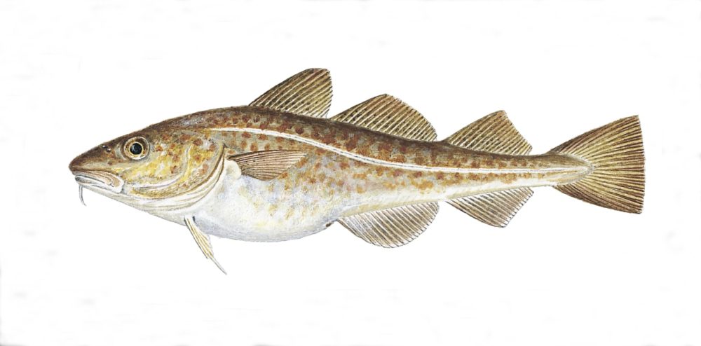 Torsk