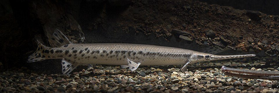 Longnose gar