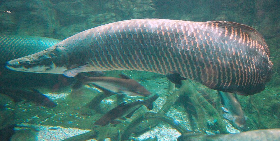 Arapaima