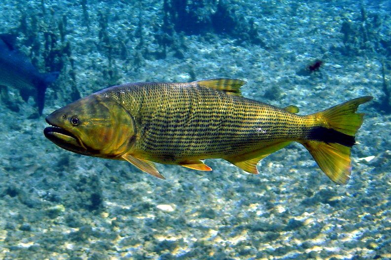 Golden dorado