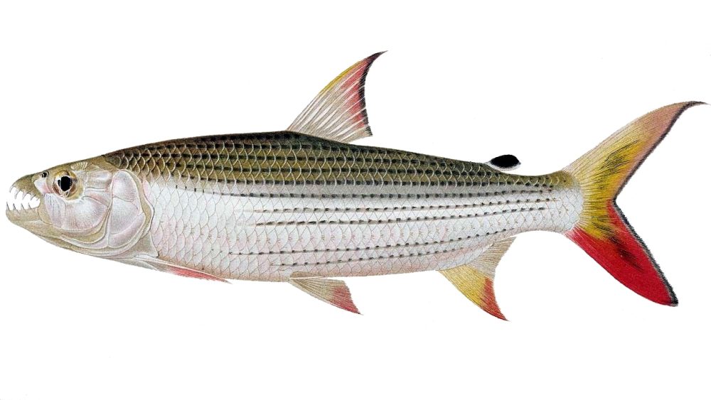 Tigerfisk