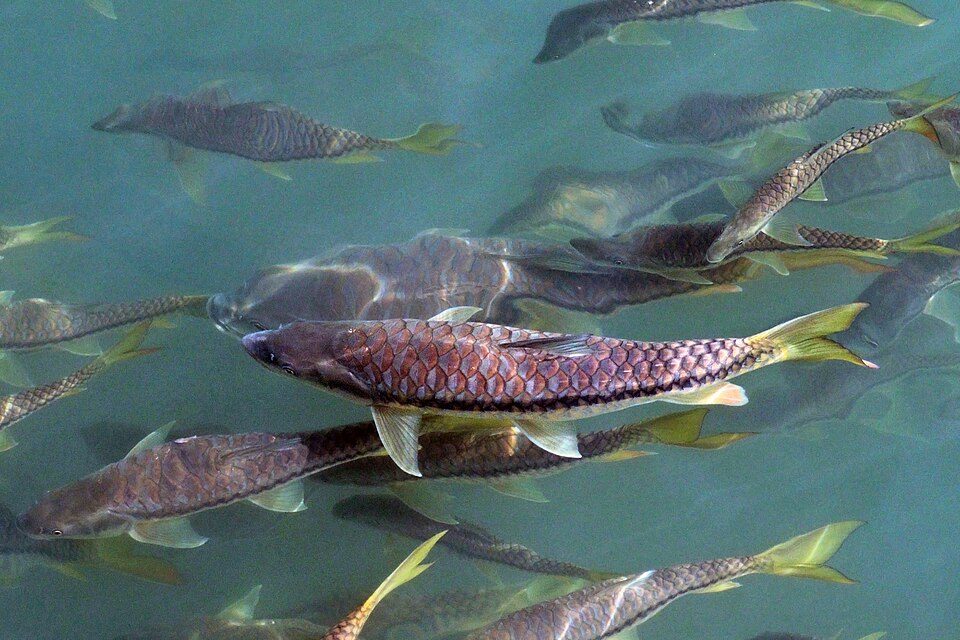 Golden mahseer