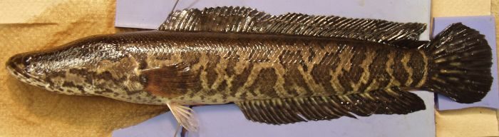 Nordlig slangefisk