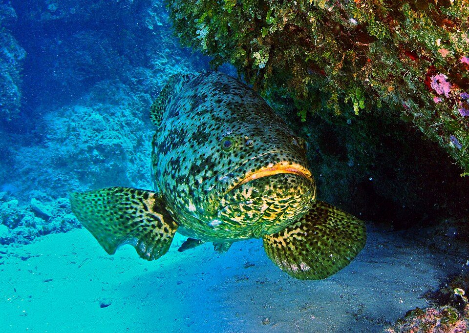 Goliath grouper