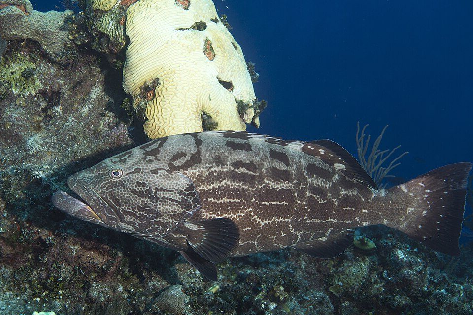 Black grouper