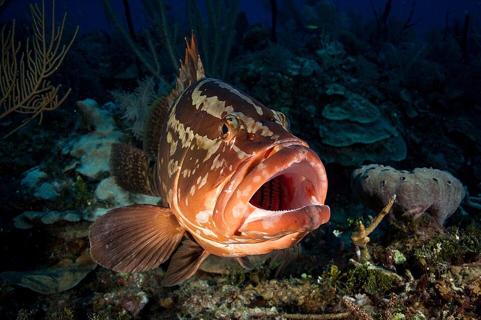 Nassau grouper