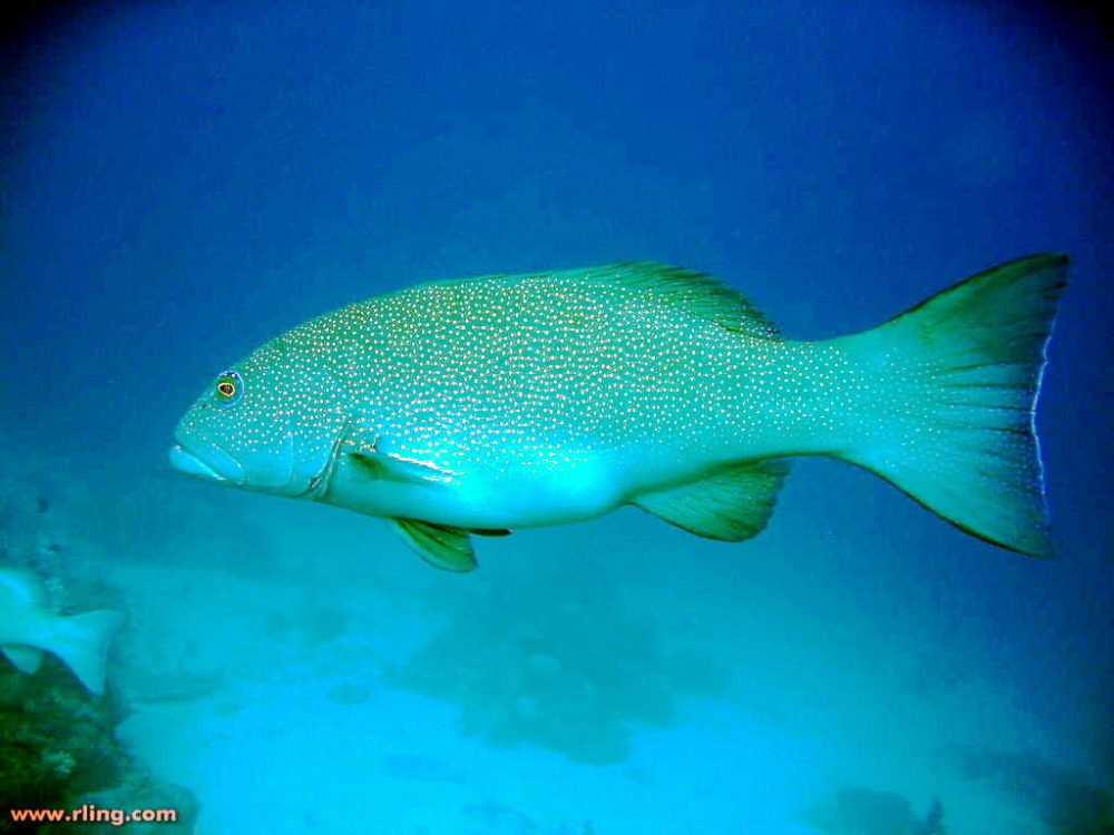 Leopard coralgrouper