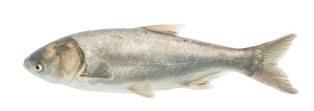 Sølvkarpe