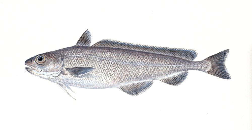 Mora