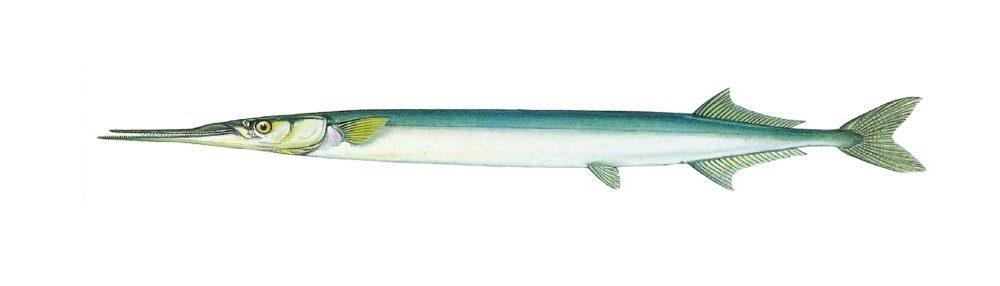 Horngjel