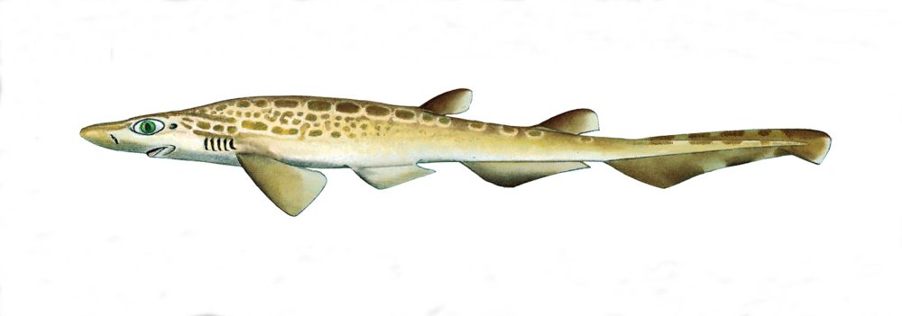 Hågjel