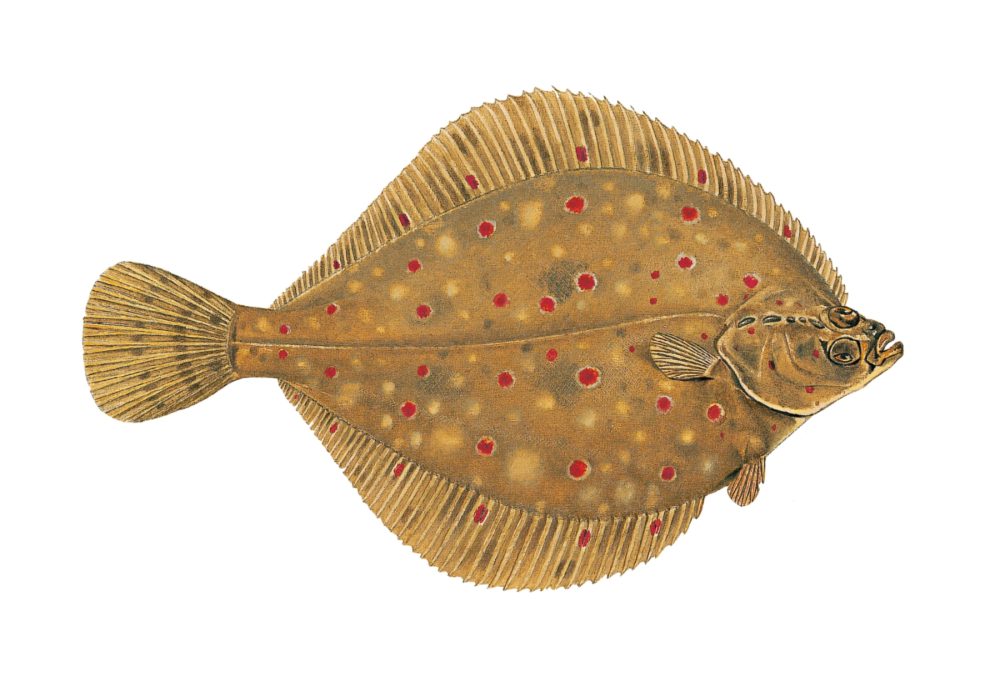 Rødspette