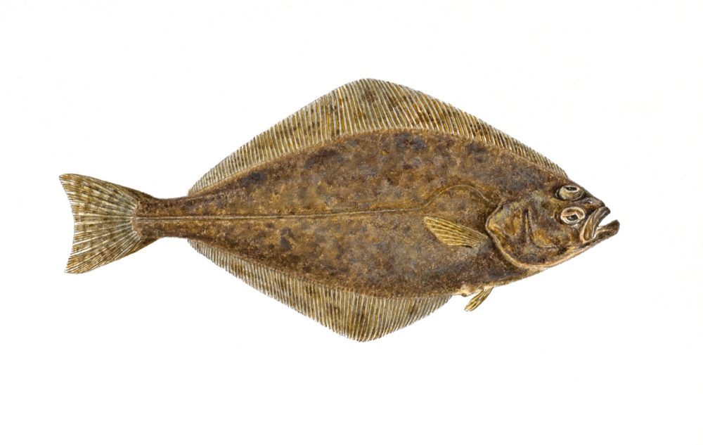 Kveite
