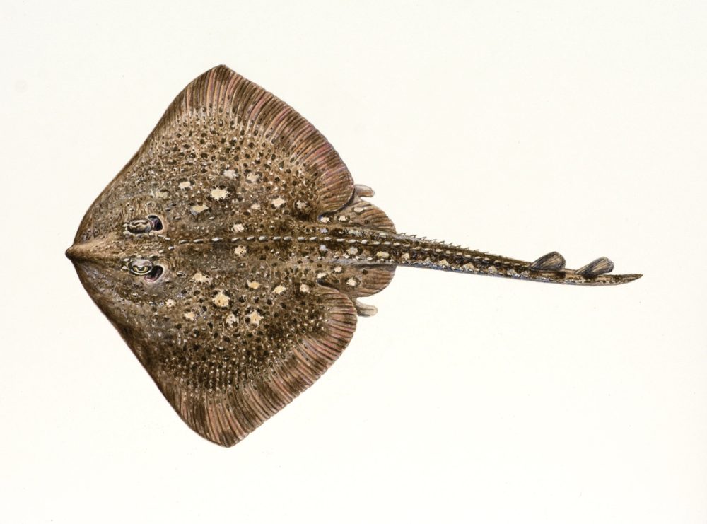 Piggskate