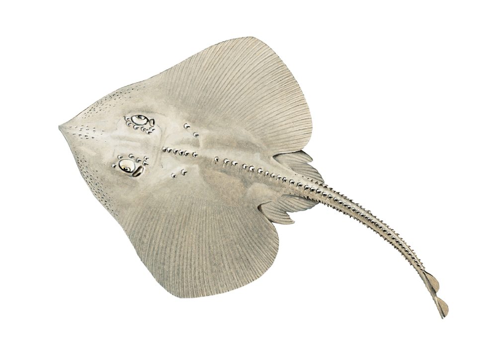Hvitskate