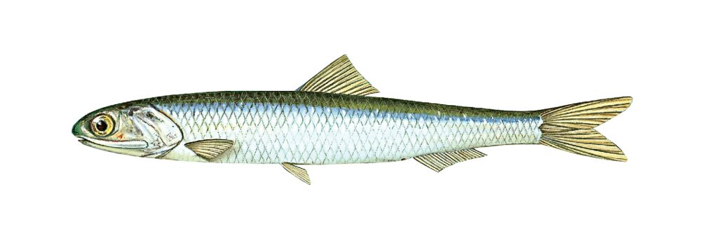 Ansjos