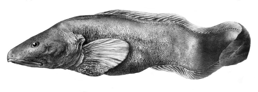 Nettålebrosme