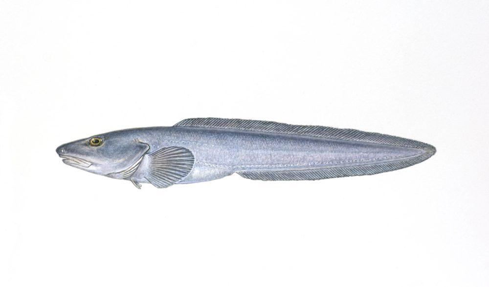 Arktisk ålebrosme