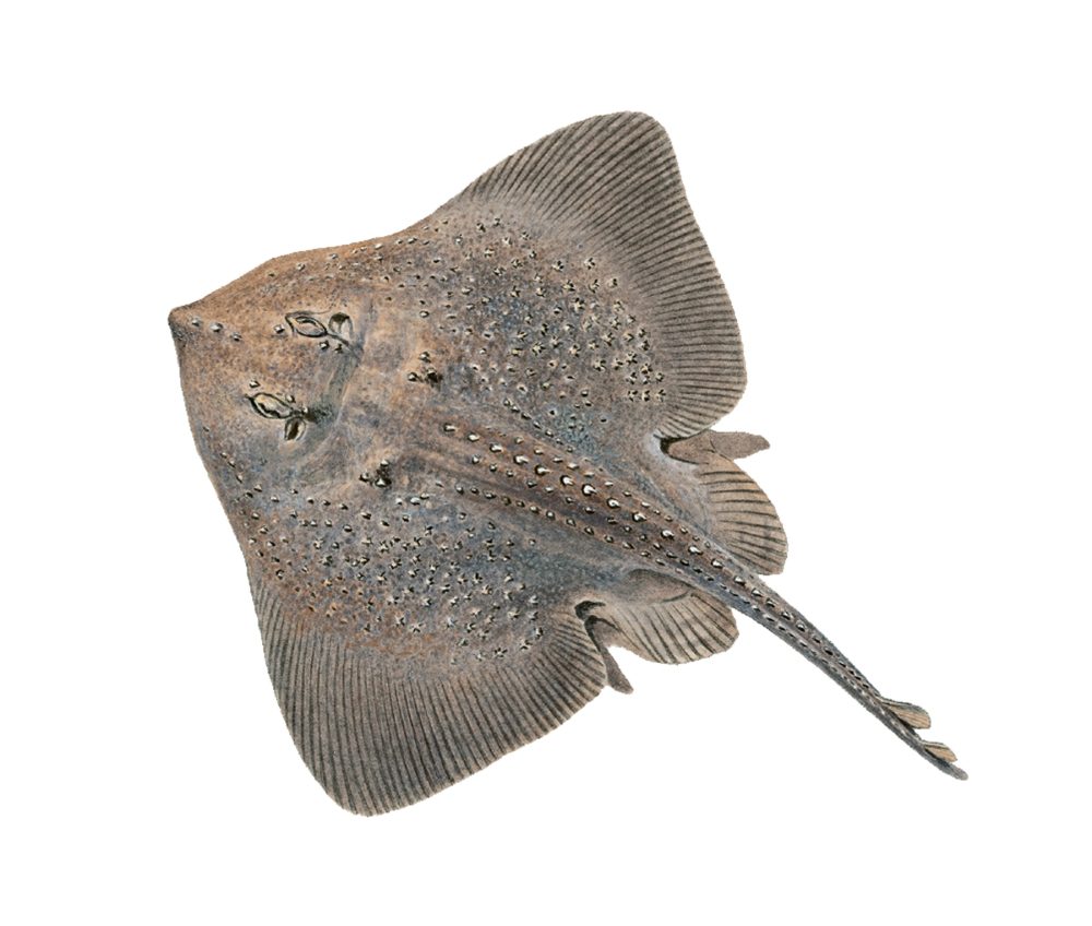 Isskate