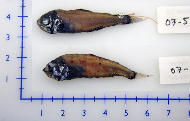 Nordatlantisk lysprikkfisk