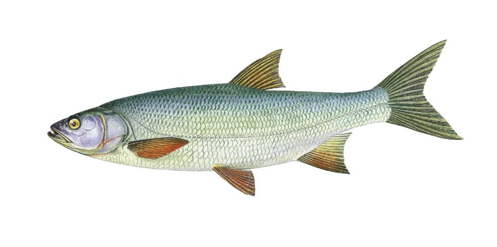 Asp