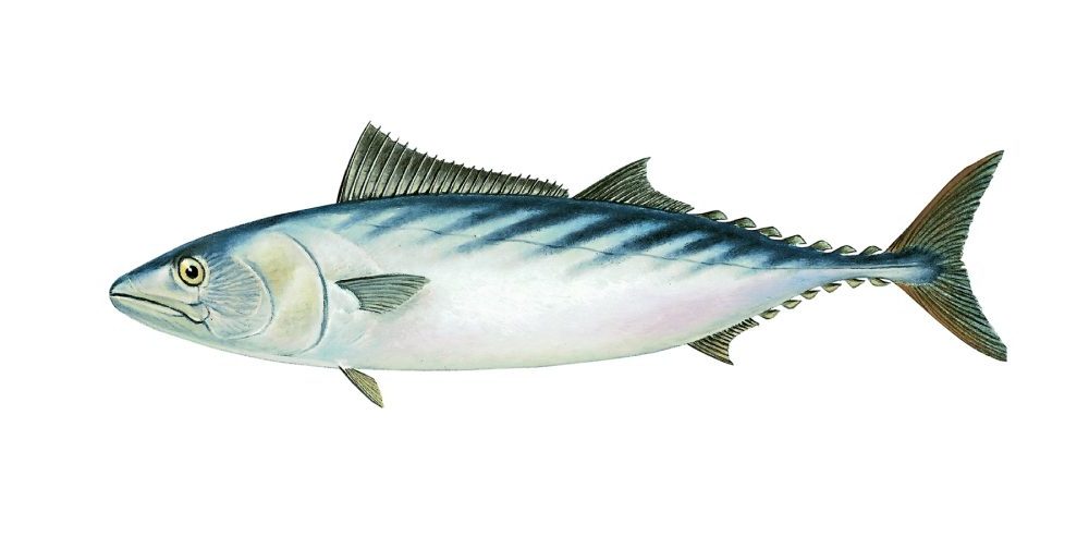 Stripet pelamide