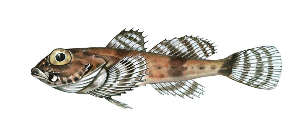 Krokulke