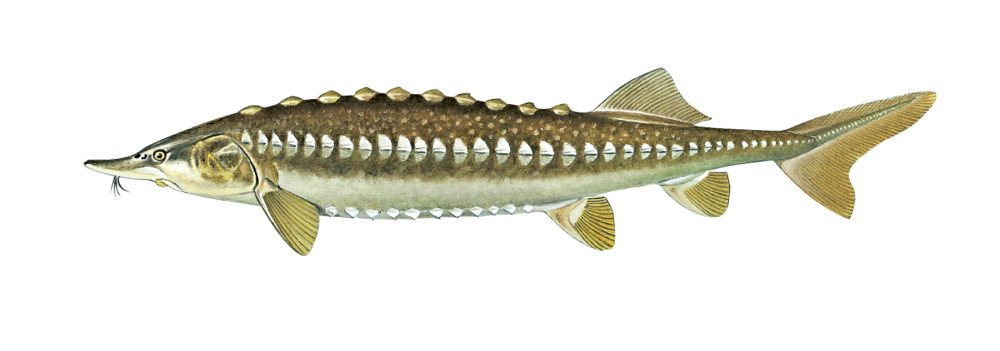 Stør