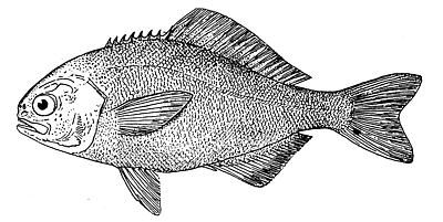 Tønnefisk
