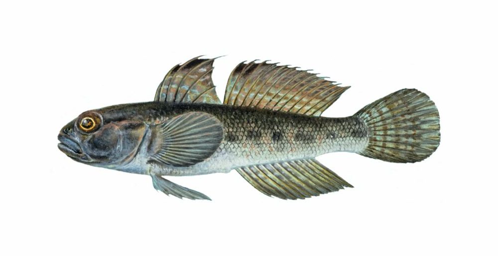 Svartkutling