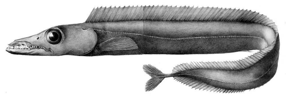 Dolkfisk