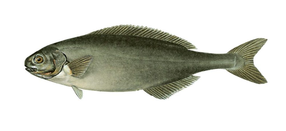 Svartfisk