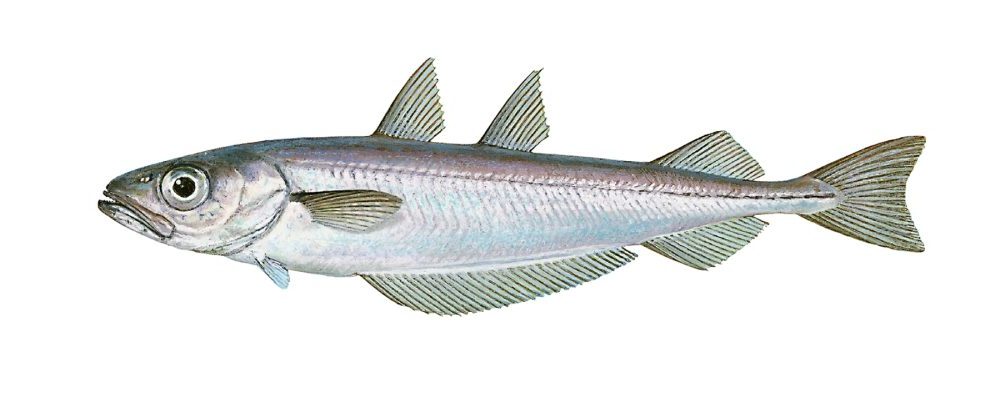 Kolmule