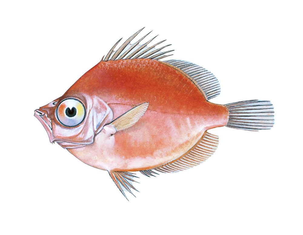 Villsvinfisk