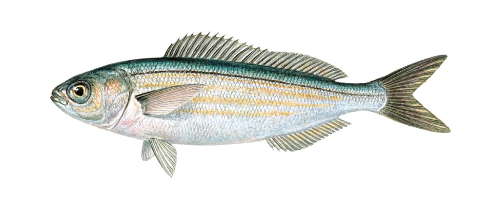 Okseøyefisk