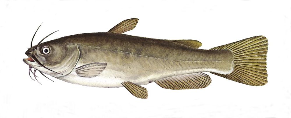 Dvergmalle