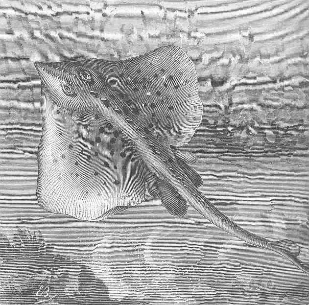 Storskate