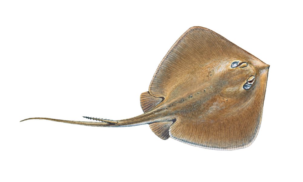 Pilskate
