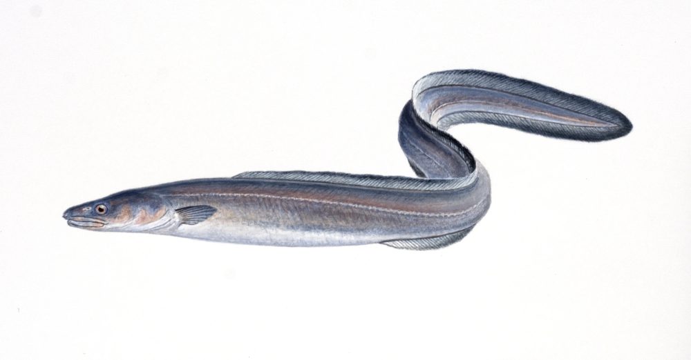 Havål