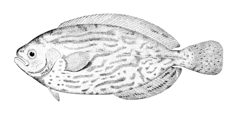 Engelsk svartfisk