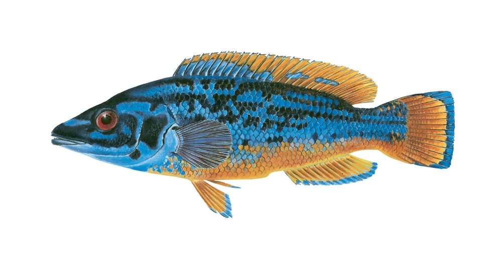 Blåstål