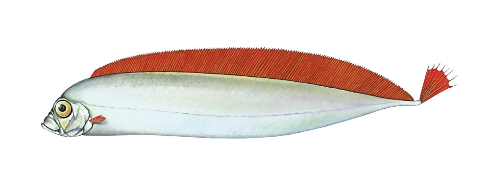 Sølvkveite
