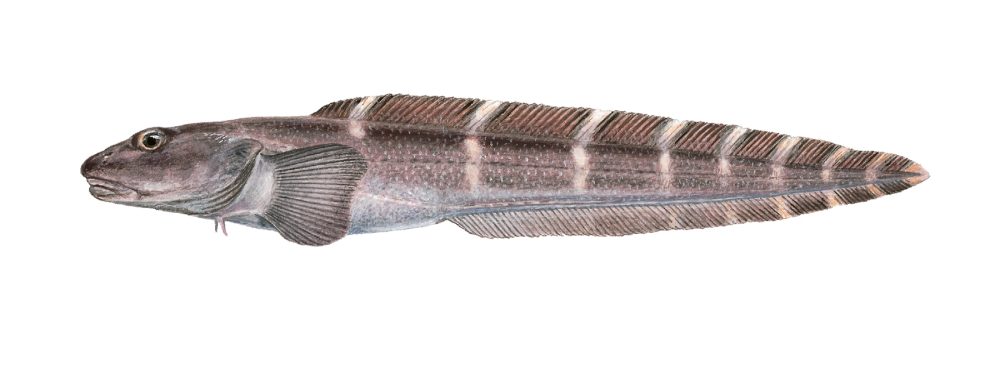 Båndålebrosme