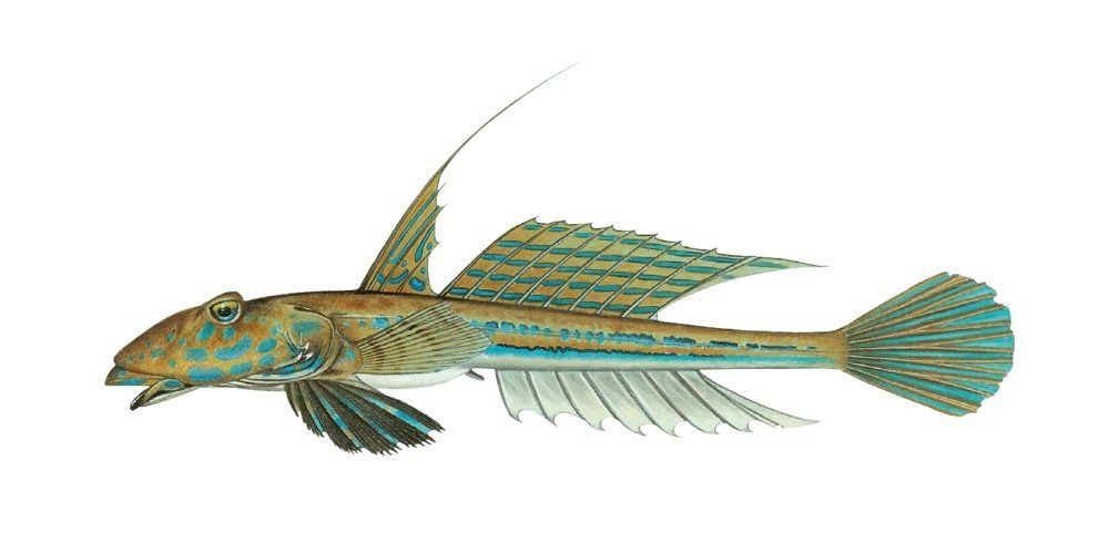 Fløyfisk, vanlig