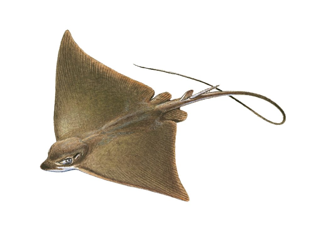 Ørneskate