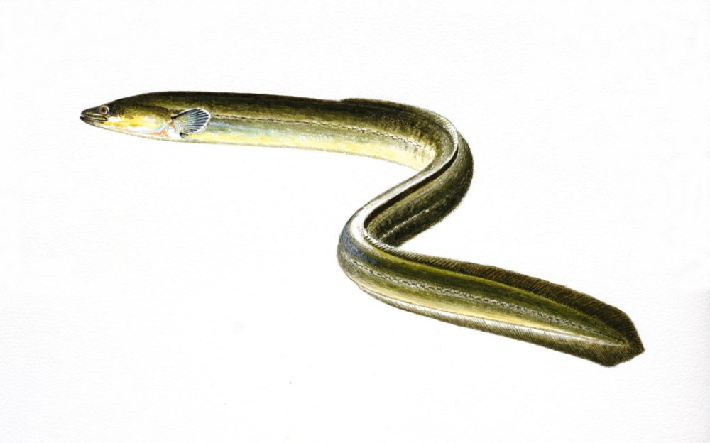 Ål