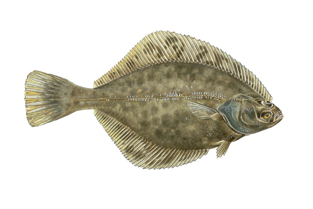 Skrubbe