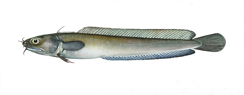 Firetrådet tangbrosme