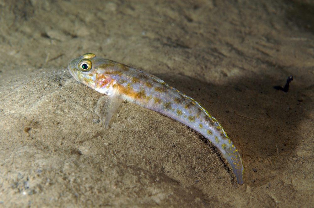 Spisshalet kutling