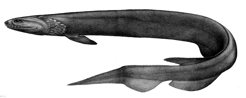 Kragehai